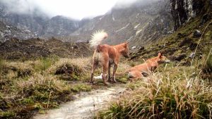 Medio siglo después redescubren la raza de perro más antigua del mundo (FOTOS)