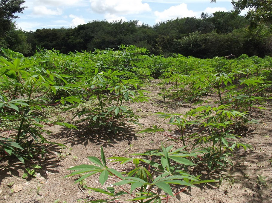 Campesinos reportaron el robo de 27 toneladas de yuca amarga en Anzoátegui