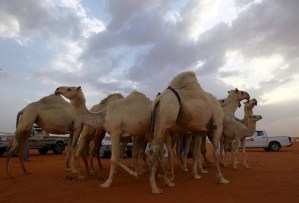 Concurso de belleza en Arabia Saudita, pero de camellos (fotos)
