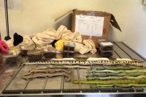 Pitones, tarántulas y escorpiones fueron enviados por correo a Australia