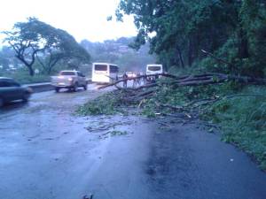 Árbol caído obstruye el tránsito de vehículos en la ARC #1May