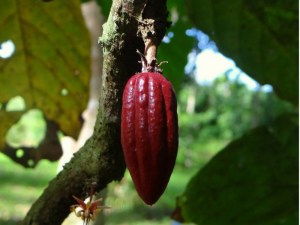 Día Nacional del Cacao: Una dulce historia aprobada por unanimidad