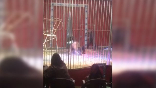 Video en el que un león ataca a un domador