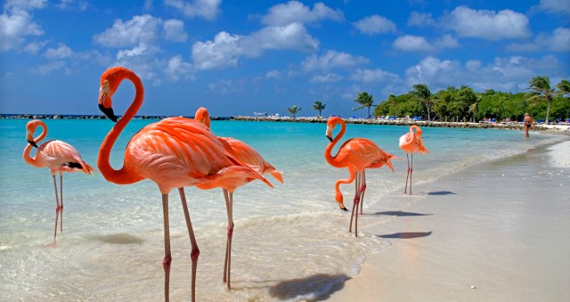 Flamingos enjoying the beach in Aruba.