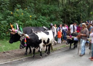 Hasta las vacas se unieron al plantón #15May (Fotos)