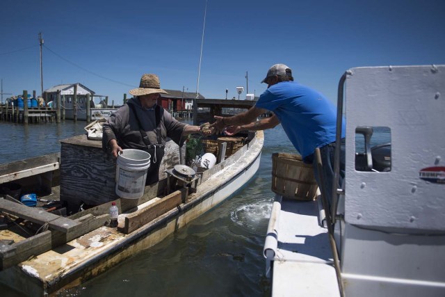 Waterman Tabby Crockett (L) sells his peeler crabs to Mayor and waterman James Eskridge in Tangier, Virginia, May 15, 2017, where climate change and rising sea levels threaten the inhabitants of the slowly sinking island. Now measuring 1.2 square miles, Tangier Island has lost two-thirds of its landmass since 1850. If nothing is done to stop the erosion, it may disappear completely in the next 40 years. / AFP PHOTO / JIM WATSON