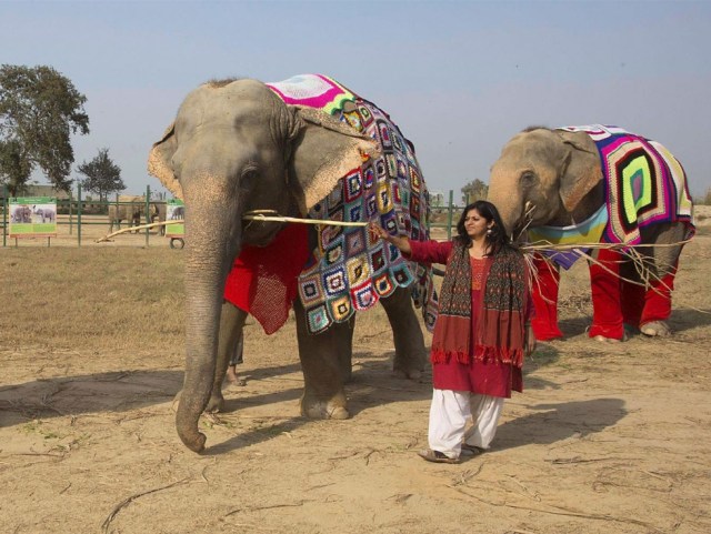 Abrigos-elefantes-India-SF-1