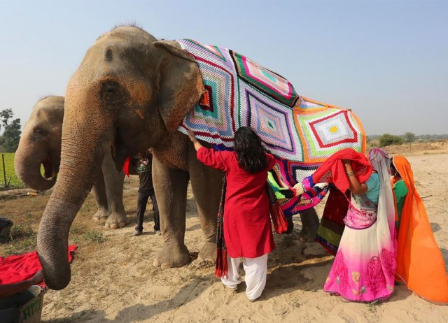 Abrigos-elefantes-India-SF-4