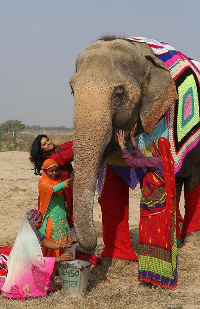 Abrigos-elefantes-India-SF-5