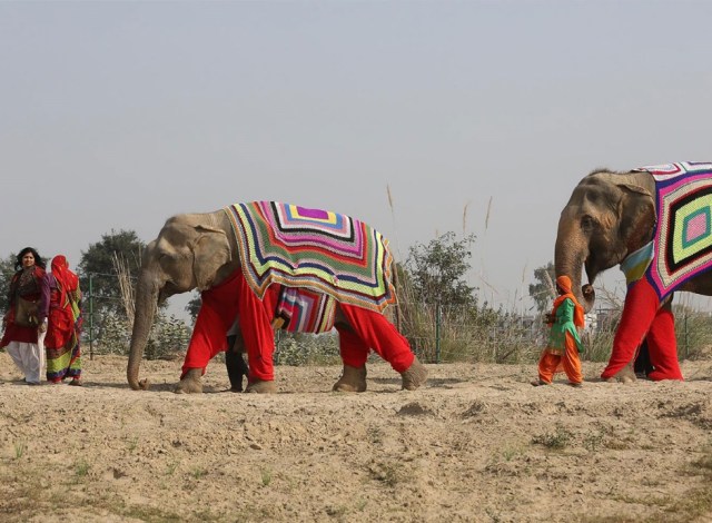 Abrigos-elefantes-India-SF-8