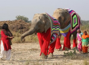 Casi una veintena de elefantes murieron por una tormenta en India