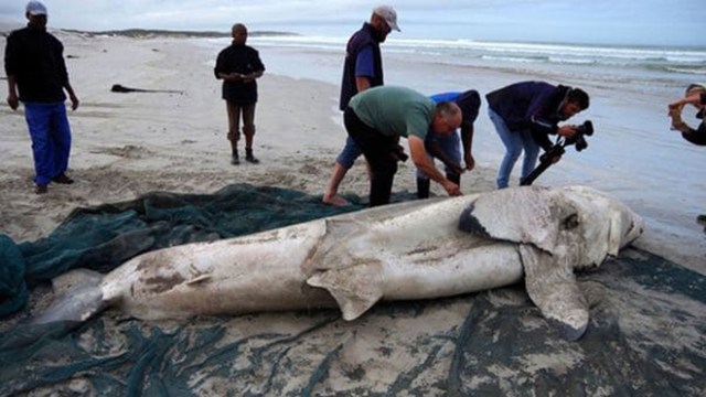 Tiburón muerto en Sudáfrica / Foto: Marine Dynamics
