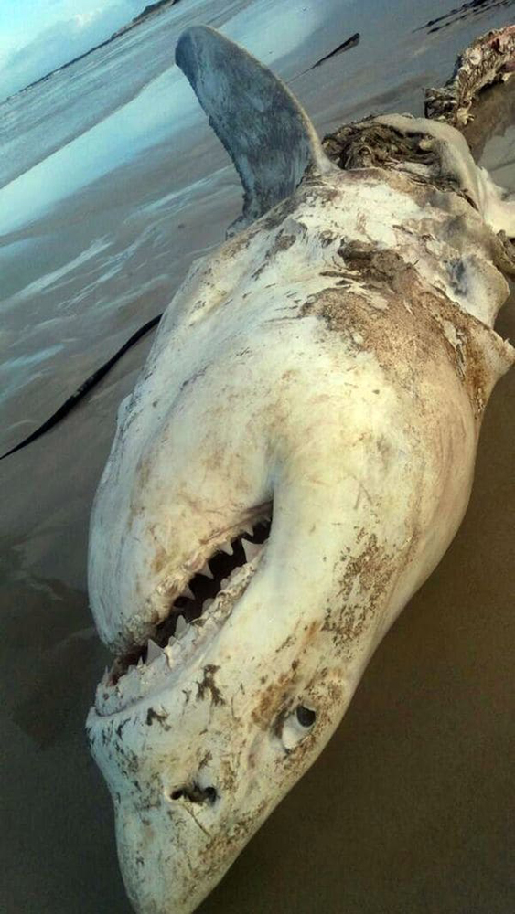 Tiburón muerto en Sudáfrica / Foto: Marine Dynamics