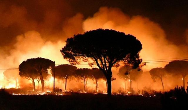 Foto: Cerca de 2.000 personas han sido desalojadas a lo largo de la pasada madrugada por el avance del incendio forestal que se registró a las 21.15 horas de este sábado cerca de Doñana / EFE 