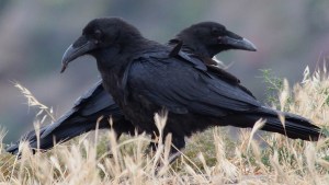 Los cuervos también son capaces de mirar al futuro