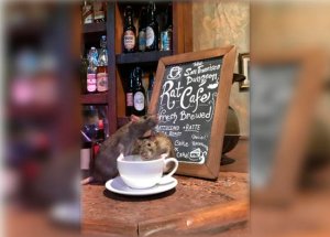 Abre en San Francisco un café temático con ratas