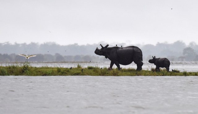 Los rinocerontes indios de un cuerno se refugian de las inundaciones en las tierras más altas del Parque Nacional Kaziranga, a unos 250 kilómetros al este de Guwahati, el 10 de julio de 2017. Foto: Biju BORO / AFP