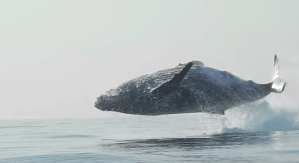 Esta ballena “voladora” sorprendió en Sudáfrica (video)