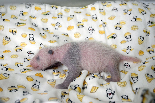 El panda nacido en Japón cumple un mes (video)