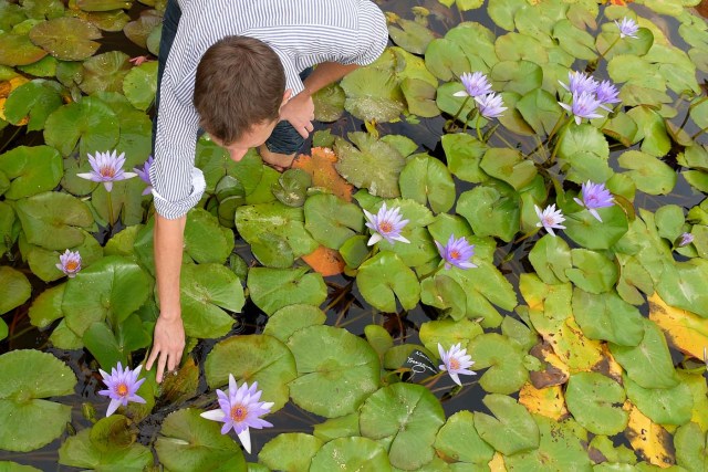 US-French Robert Sheldon checks on water lilies at the Latour-Marliac nursery in Le Temple-sur-Lot, southwestern France, on August 23, 2017. The Latour-Marliac nursery, a first of its kind in Europe, has been growing coloured water lilies since 1870 and was a source of inspiration for French painter Claude Monet's "Water Lilies" (Nympheas) series. / AFP PHOTO / NICOLAS TUCAT