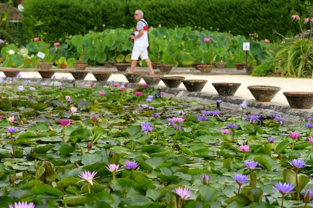 A man visits the Latour-Marliac water lily nursery in Le Temple-sur-Lot, southwestern France, on August 23, 2017. The Latour-Marliac nursery, a first of its kind in Europe, has been growing coloured water lilies since 1870 and was a source of inspiration for French painter Claude Monet's "Water Lilies" (Nympheas) series. / AFP PHOTO / NICOLAS TUCAT