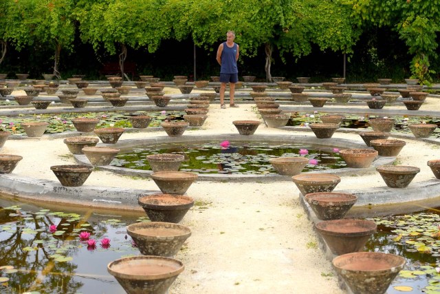 A man visits the Latour-Marliac water lily nursery in Le Temple-sur-Lot, southwestern France, on August 23, 2017. The Latour-Marliac nursery, a first of its kind in Europe, has been growing coloured water lilies since 1870 and was a source of inspiration for French painter Claude Monet's "Water Lilies" (Nympheas) series. / AFP PHOTO / Nicolas TUCAT
