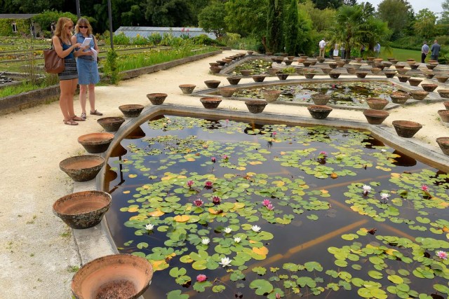 People visit the Latour-Marliac water lily nursery in Le Temple-sur-Lot, southwestern France, on August 23, 2017. The Latour-Marliac nursery, a first of its kind in Europe, has been growing coloured water lilies since 1870 and was a source of inspiration for French painter Claude Monet's "Water Lilies" (Nympheas) series. / AFP PHOTO / Nicolas TUCAT