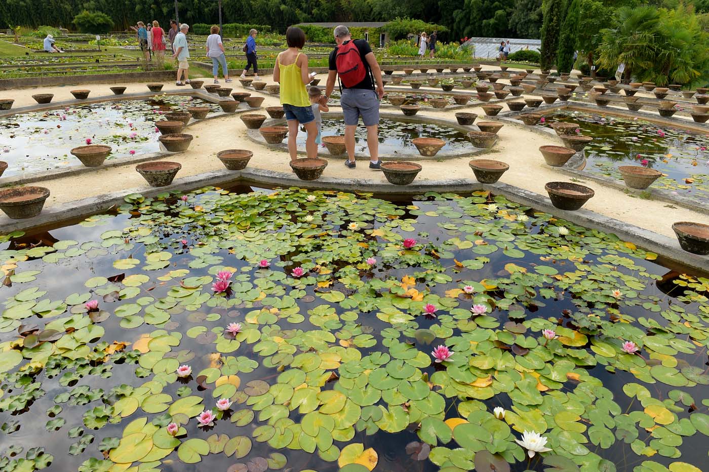 El jardín que inspiró a Monet sigue en flor en Francia (fotos)