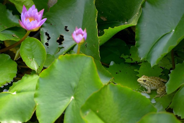 A frog rests on water lilies at the Latour-Marliac nursery in Le Temple-sur-Lot, southwestern France, on August 23, 2017. The Latour-Marliac nursery, a first of its kind in Europe, has been growing coloured water lilies since 1870 and was a source of inspiration for French painter Claude Monet's "Water Lilies" (Nympheas) series. / AFP PHOTO / NICOLAS TUCAT