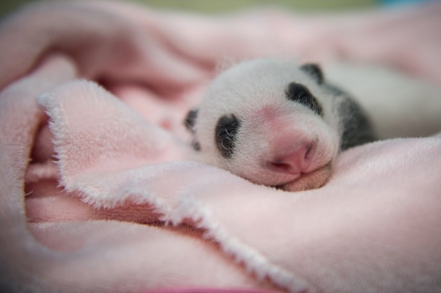 El primer bebé panda nacido en Francia / AFP PHOTO / GUILLAUME SOUVANT