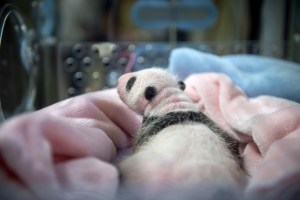 Súper tiernas fotos del primer bebé panda de Francia