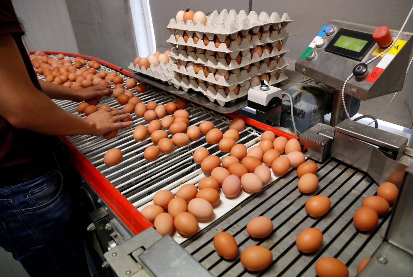 Allanamientos en Bélgica y Holanda por huevos contaminados