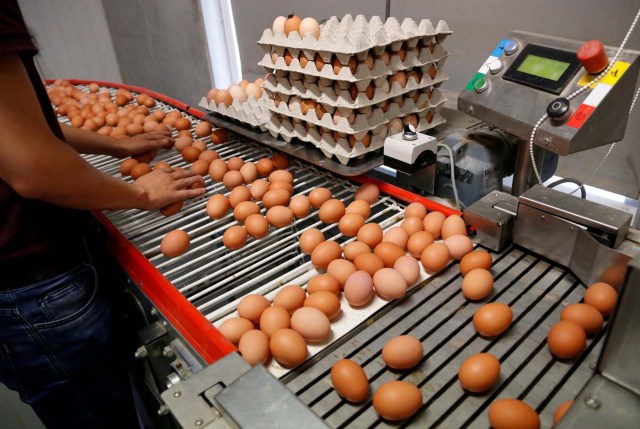 A worker inspects freshly laid eggs on a production line at a poultry farm in Wortel near Antwerp, Belgium August 8, 2017. REUTERS/Francois Lenoir