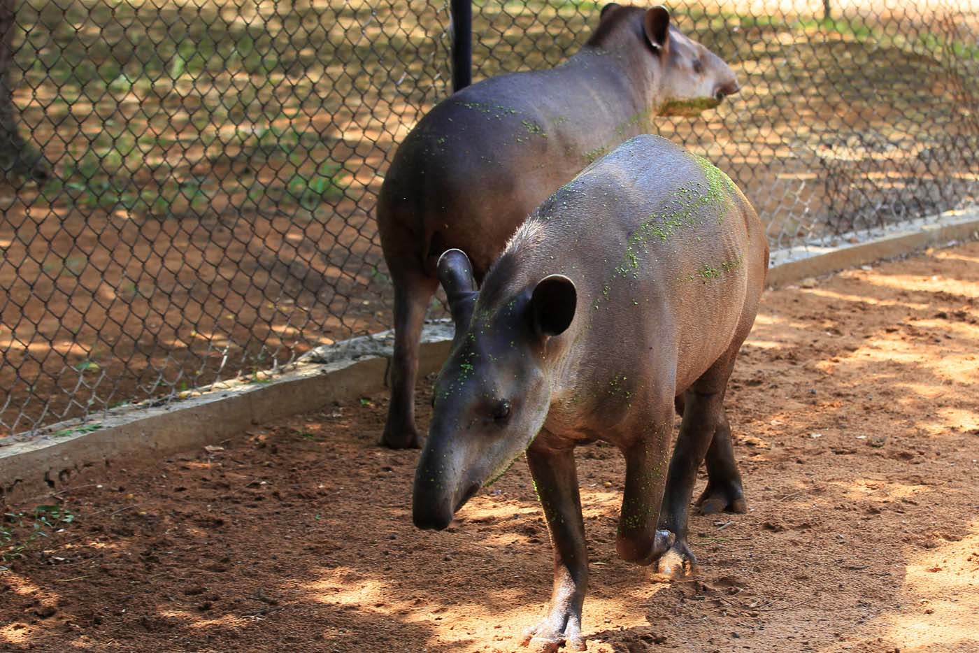 El hambre y la delincuencia acorralan a zoológico de Zulia