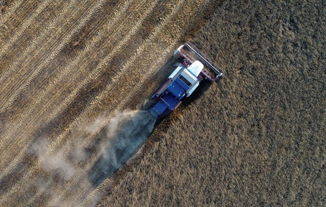 A combine, taken with a drone, harvests wheat in a field of the "Zemlyaki" farm in Krasnoyarsk region, Russia August 26, 2017. Picture taken August 26, 2017. REUTERS/Ilya Naymushin