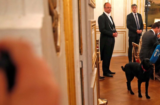 French President's dog, a labrador crossed griffon named Nemo, is seen as ministers attend the first government meeting led by President Emmanuel Macron after the summer break at the Elysee Palace in Paris, France, August 28, 2017. REUTERS/Christian Hartmann