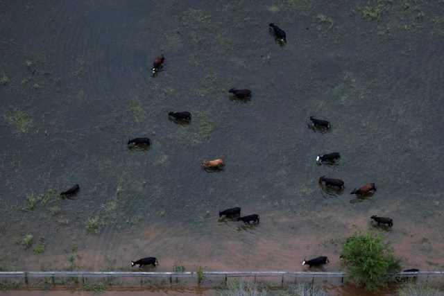 Cattle graze around flood waters caused by Tropical Storm Harvey near Sandy Point, Texas, U.S. August 30, 2017. Picture taken August 30, 2017. REUTERS/Adrees Latif     TPX IMAGES OF THE DAY