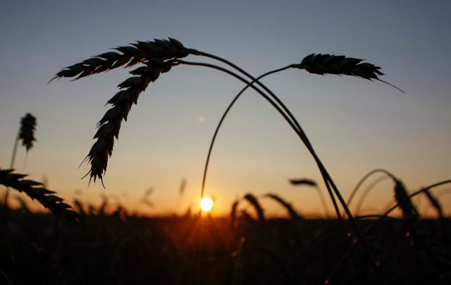 Ears of wheat are seen at sunset in a field of the "Zemlyaki" farm in Krasnoyarsk region, Russia August 26, 2017. Picture taken August 26, 2017. REUTERS/Ilya Naymushin