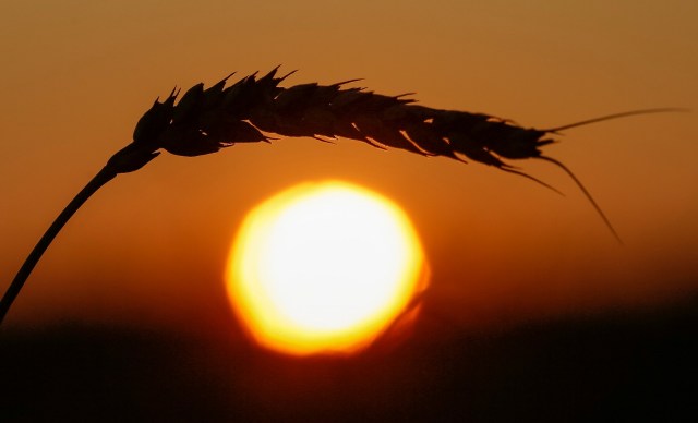 An ear of wheat is seen at sunset in a field of the "Zemlyaki" farm in Krasnoyarsk region, Russia August 26, 2017. Picture taken August 26, 2017. REUTERS/Ilya Naymushin