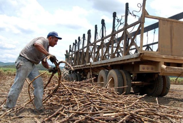 Cañicultores recogiendo la cosecha / Foto: El Impulso