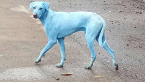 Los perros de Bombay se están volviendo azules (fotos)