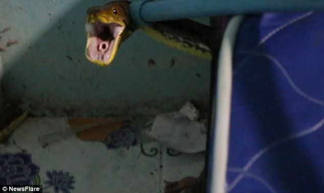 Foto: El aterrador momento cuando una madre encuentra una pitón bajo la cama de su hijo / Dailymail