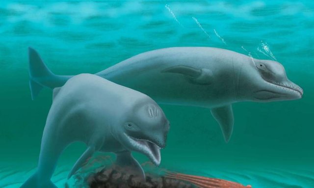 La falta de dientes hace suponer que el delfín se alimentaba únicamente aspirando, como lo hace actualmente la morsa, ingiriendo peces.