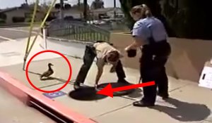 ¡Asombroso! Esta mamá pata llamó a la policía para que salvarán a sus patitos (video)