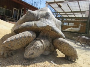 Hallan a tortuga gigante que se fugó de un zoo en Japón a 140 m del lugar