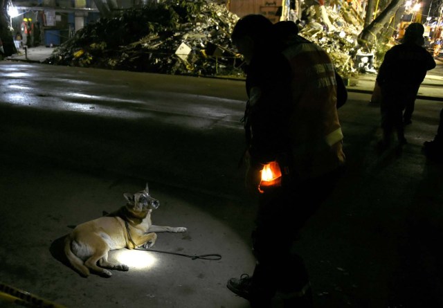 An Argentinian sniffer dog named Uma takes a break while participating in the search for survivors at a flattened building in Mexico City in the early hours of the morning on September 24, 2017, five days after the devastating quake that hit central Mexico. A strong 6.1 magnitude quake shook Mexico on Saturday, causing panic in traumatized Mexico City, where rescuers trying to free people trapped from this week's earlier earthquake had to temporarily suspend work. / AFP PHOTO / ALFREDO ESTRELLA