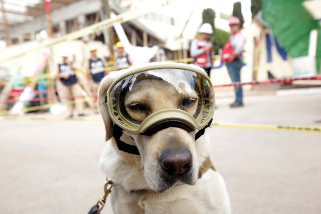 REFILE - CORRECTING BYLINE Rescue dog Frida looks on while working after an earthquake in Mexico City, Mexico September 22, 2017. REUTERS/Jose Luis Gonzalez