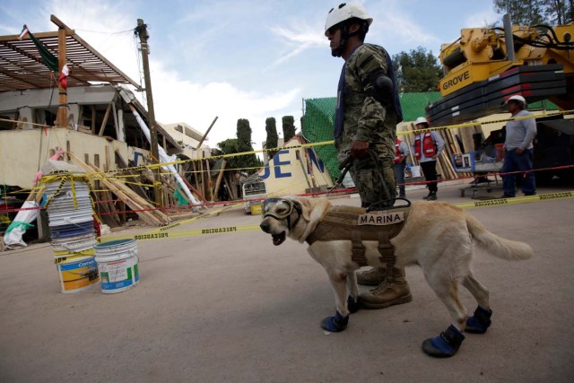 REFILE - CORRECTING BYLINE Rescue dog Frida and her handler work after an earthquake hit Mexico City, Mexico September 22, 2017. REUTERS/Jose Luis Gonzalez