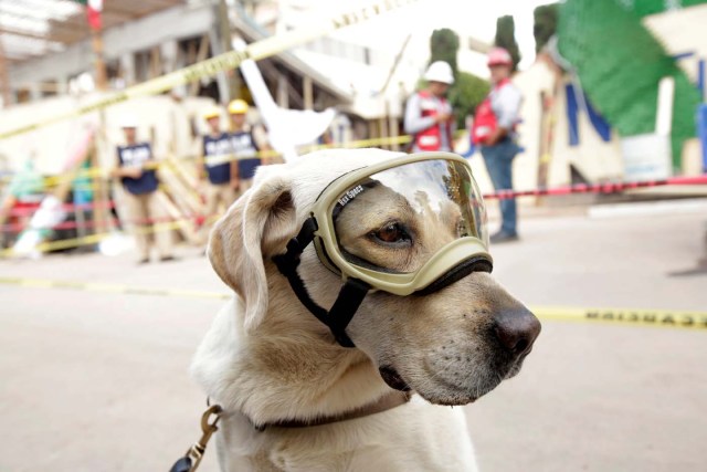 Frida, perra de rescate de la Marina, durante las operaciones tras sismo en Ciudad de México, México, 22 septiembre 2017. REUTERS/José Luis González