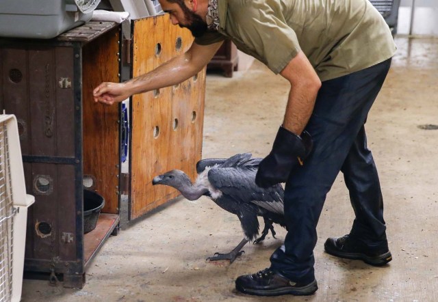 ELX05. Miami (United States), 09/09/2017.- A keeper moves an Indian white-rumped vulture into a crate inside a hurricane resistant building at the Zoo Miami, as the conditions deteriorate from Hurricane Irma in Miami, Florida, USA, 09 September 2017. Many areas are under mandatory evacuation orders as Irma approaches Florida. (Estados Unidos) EFE/EPA/ERIK S. LESSER